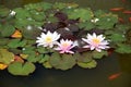 Nymphaea Waterlilies in the Pond with Red Fishes Around Royalty Free Stock Photo