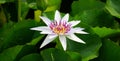 Nymphaea white lotus