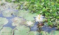 Nymphaea white lotus with yellow pollen group blooming with leaf pattern in the river Royalty Free Stock Photo