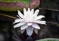 Nymphaea white terry large lotus with a light lilac shade from the middle Royalty Free Stock Photo