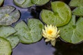 Nymphaea, white water lily flower on water surface, green leaves around, top view Royalty Free Stock Photo