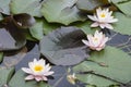 ÃÂ¢hree Beautiful Blooming White Pink Water Lily Lotus Flower With Green Leaves In The Pond. Royalty Free Stock Photo