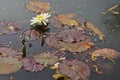 Nymphaeaceae, commonly called water lilies Royalty Free Stock Photo