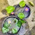 Nymphaeceae Purple Water Lily Waterplants