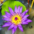 Nymphaeceae Water Lily Purple Waterlily