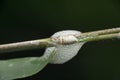 Nymphal form of spittlebug encased in foam for protection and moisture, prosapia species, Satara, Maharashtra Royalty Free Stock Photo