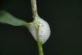Nymphal form of spittlebug encased in foam for protection and moisture, prosapia species side view , Satara Royalty Free Stock Photo