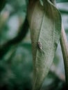 The Nymphal Planthopper has Two Tails Royalty Free Stock Photo