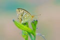 Nymphalid butterfly and flower buds Royalty Free Stock Photo