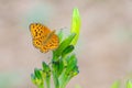 Nymphalid butterfly and flower buds Royalty Free Stock Photo