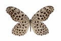 Nymphalid butterfly isolated Royalty Free Stock Photo