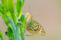 Nymphalid butterfly and flower buds Royalty Free Stock Photo