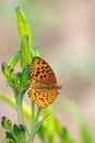 Nymphalid butterfly and flower buds Royalty Free Stock Photo