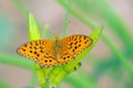Nymphalid butterfly and flower buds Royalty Free Stock Photo