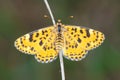 Nymphalidae butterfly