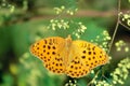 Nymphalidae butterfly