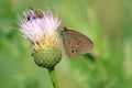 Nymphalidae butterfly