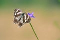 Nymphalidae butterfly