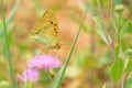 nymphalidae butterfly