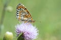 Nymphalidae butterfly