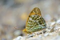 Nymphalidae butterfly