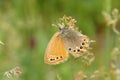 Nymphalidae butterfly