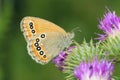 Nymphalidae butterfly