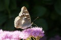 Nymphalidae butterfly