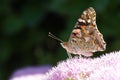 Nymphalidae butterfly