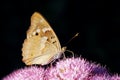 Nymphalidae butterfly