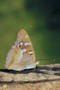 Nymphalidae butterfly