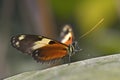 Nymphalidae butterfly on leaf