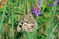 Nymphalidae butterfly