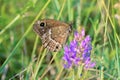 Nymphalidae butterfly