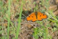 Nymphalidae butterfly