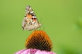 Nymphalidae butterfly on flower