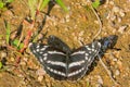 Nymphalidae butterfly