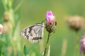 Nymphalidae butterfly