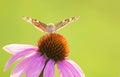 Nymphalidae butterfly