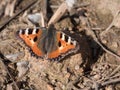 Nymphalis Aglais Butterfly wildlife image Royalty Free Stock Photo