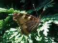 Nymphalis Aglais - little Fox Royalty Free Stock Photo