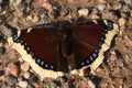 Nymphalis antiopa or mourning cloak butterfly, also known as Camberwell Beauty