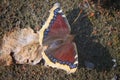 Camberwell Beauty Nymphalis antiopa butterfly is also called the Mourning Cloak - summer intensive color specie