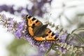 Nymphalis urticae (Aglais urticae), Small Tortoiseshell from Lower Saxony, Germany