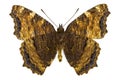 Nymphalis xanthomelas (Yellow-legged Tortoiseshell)