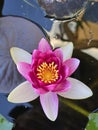 Nymphea lotus pink flower on a pond Royalty Free Stock Photo