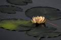 Nympheas in a summer pond. Flowering white water Lily in the lake. Water white flower in the sunlight