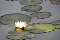 Nympheas in a summer pond. Water white lilies in the light. White water Lily flower in the lake