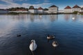 The Nymphenburg Palace in Munich. Bavaria. Germany. Beautiful white Swans On Lake water- peaceful scene, romance, seasonal postcar Royalty Free Stock Photo