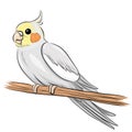 illustration of a cute cockatiel